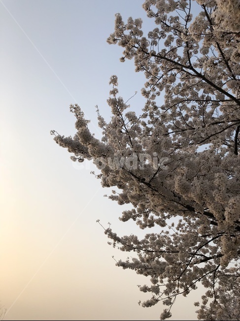 벚꽃,노을,분위기,저녁,해질무렵,바람,꽃,풍경,하늘,색감,색채,flower,봄