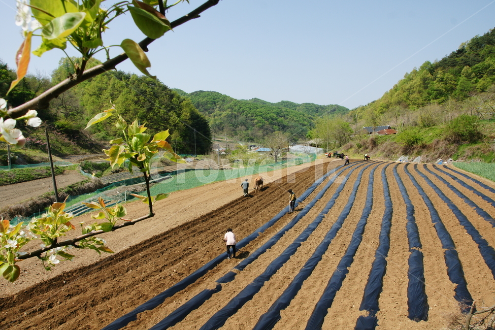 사람,자연,농업,농촌,풍경,노동,일,농업,농사,agriculture,farming,farming industry