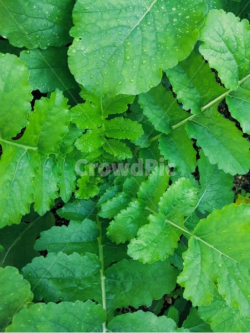 식물,무우,밭,야채,농사,식물,자연,plants,nature