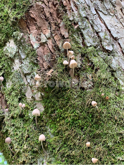 버섯,이끼,고목,숲,습한,fairy,요정,오래된,낡은,mushroom