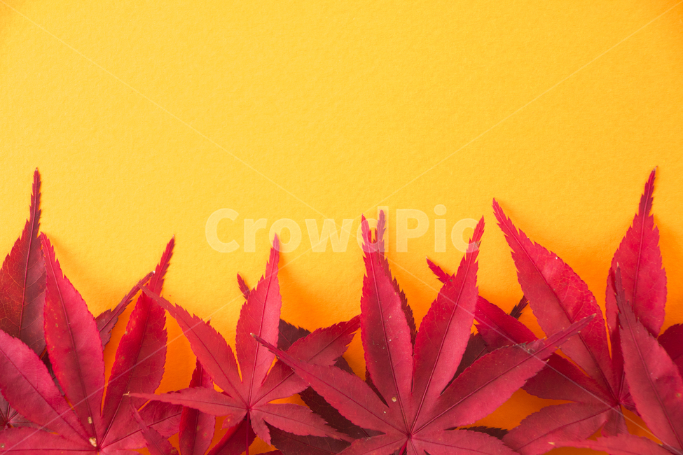 가을,단풍,계절,배경,백그라운드,다울,나뭇잎,잎,빨간색,가을,계절,fall,autumn,season,식물,자연,plants,nature,leaf,plant