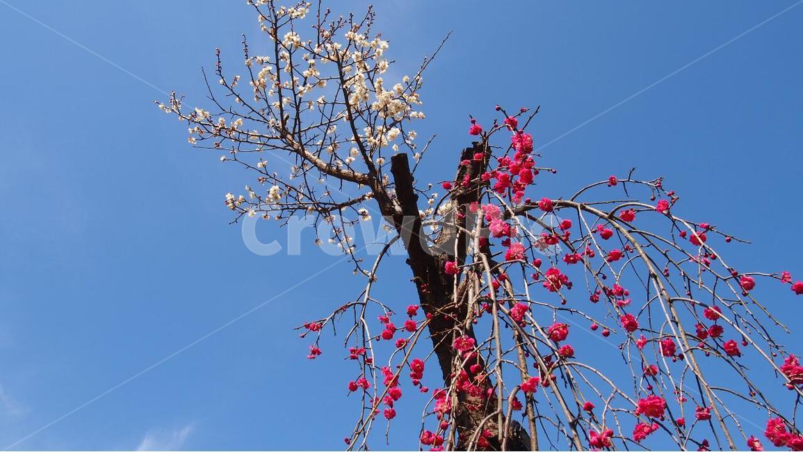 봄꽃,백매와홍매,봄소식,매화꽃,봄봄봄,봄,계절,spring,season,식물,자연,plants,nature,꽃,flower,plant,blossom