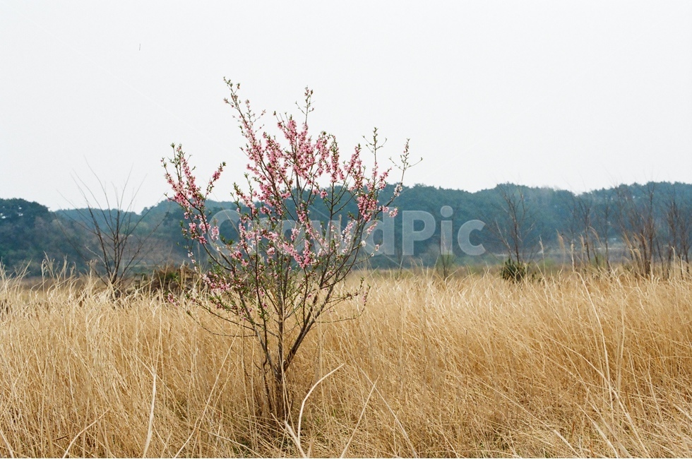 나무,갈대,가을,봄,한그루,꽃나무,film,필름사진,자연,풍경,nature,landscape,식물,plants,나무,trees,wood,grassland,목초지,outdoors,옥외,field,들,savanna,대초원,plant