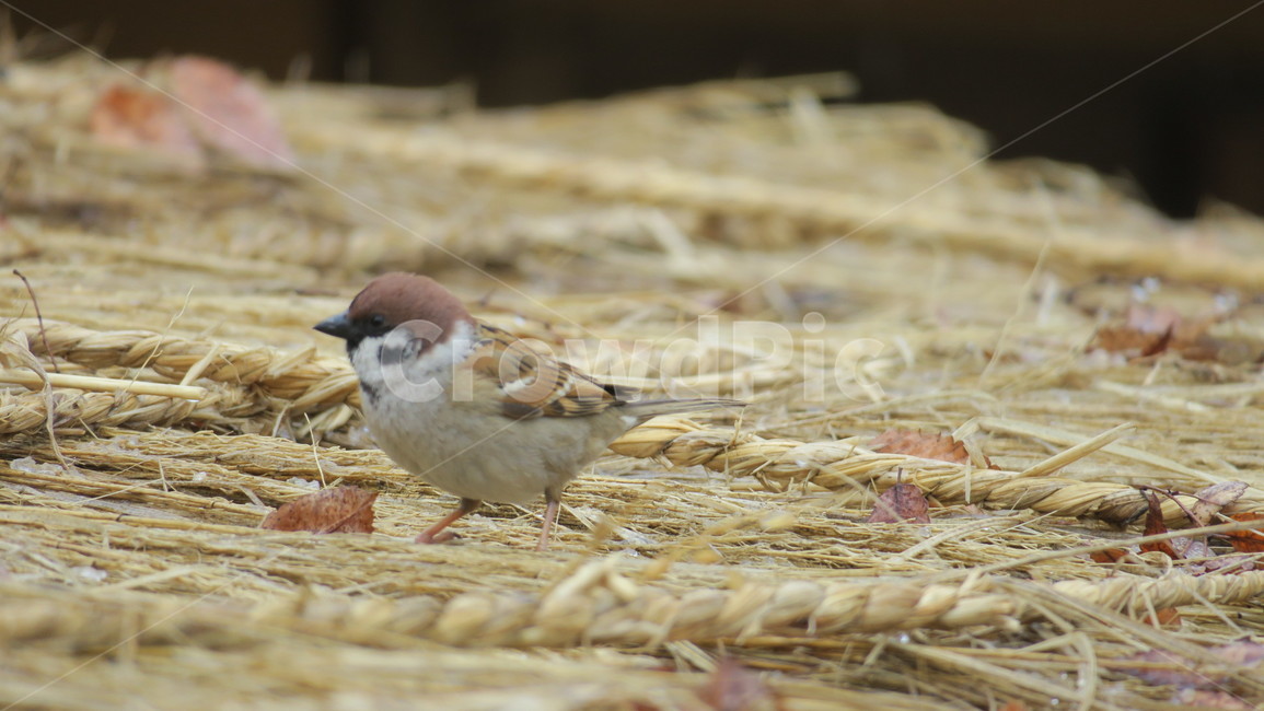 animal,동물,sparrow,참새,bird,동물,animal,조류,새,birds