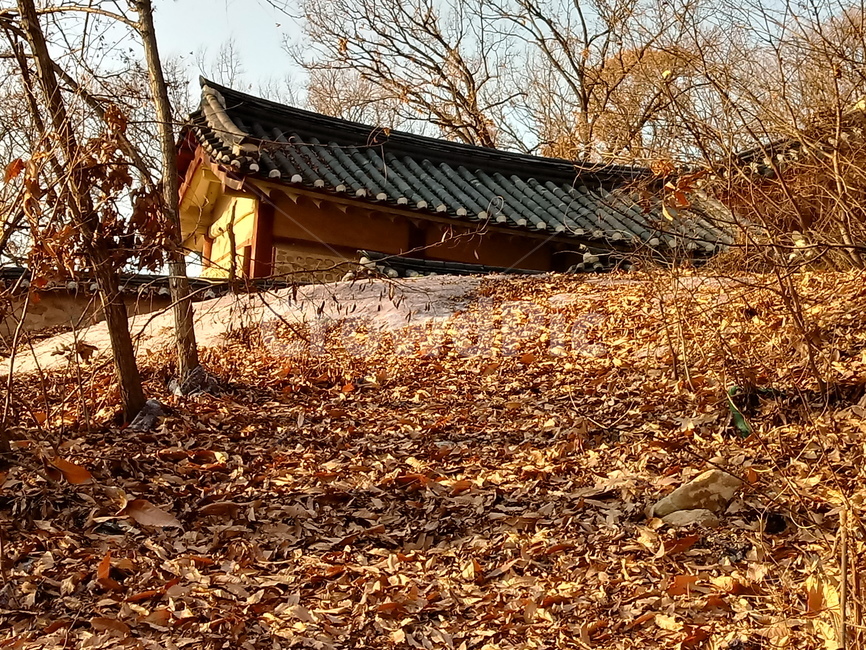 나무,나무줄기,식물,절,사찰,기와,지붕,낙엽,plant,tree,treetrunk,언덕,가을,계절,fall,autumn,season