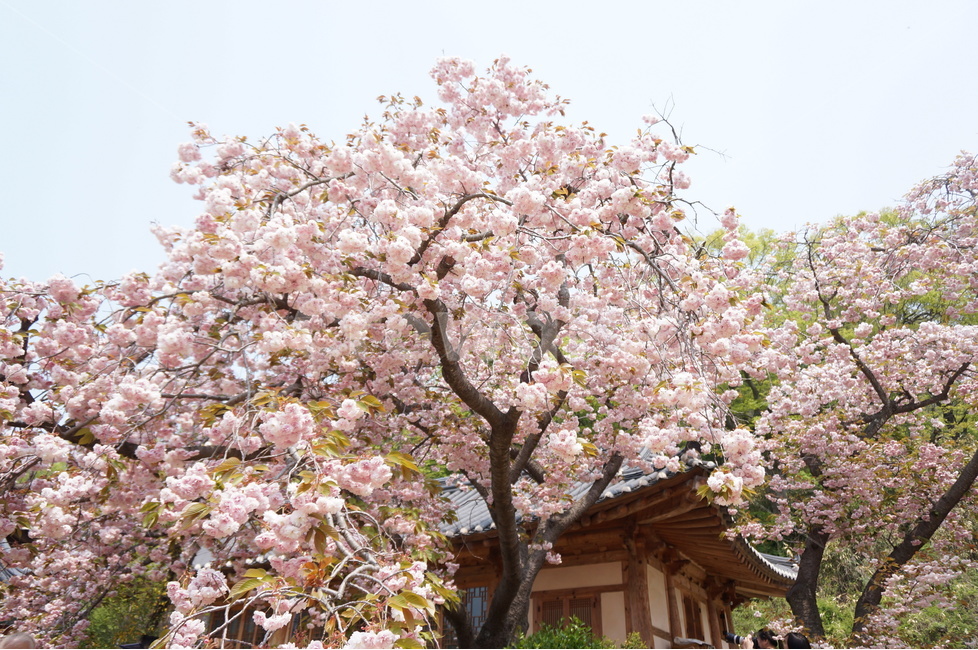 겹벚꽃,개심사,핑크,꽃,봄,풍경,봄,계절,spring,season,한국전통,한국문화,korean traditional,korean culture,식물,자연,plants,nature,꽃,flower,나무,trees,wood,건축물,건물외관,exterior,building,structure,architecture,construction,plant