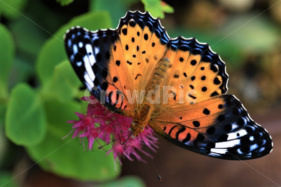 꽃,나비,가을,곤충,butterfly,식물,자연,plants,nature,꽃,flower,곤충,벌레,insect,bug