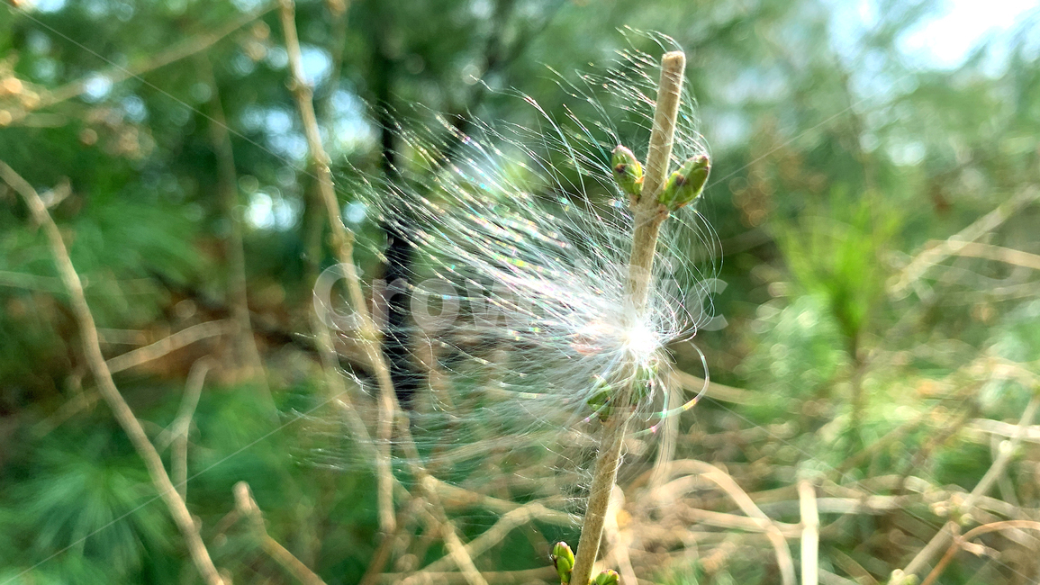 홀씨,꽃눈,잎눈,자연,nature,봄,spring,green,감성,식물,자연,plants,nature,꽃,flower