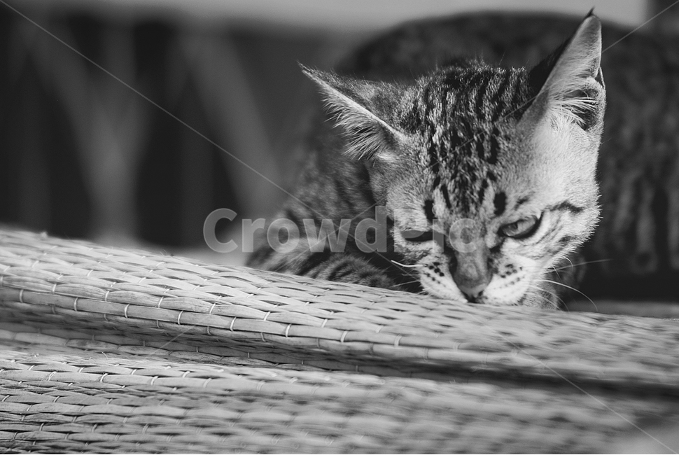 고양이,동물,자연,애완고양이,귀여운고양이,동물,animal,포유류,mammal,고양이,cat,kitten,kitty,흑백,모노톤,monochrome,black and white
