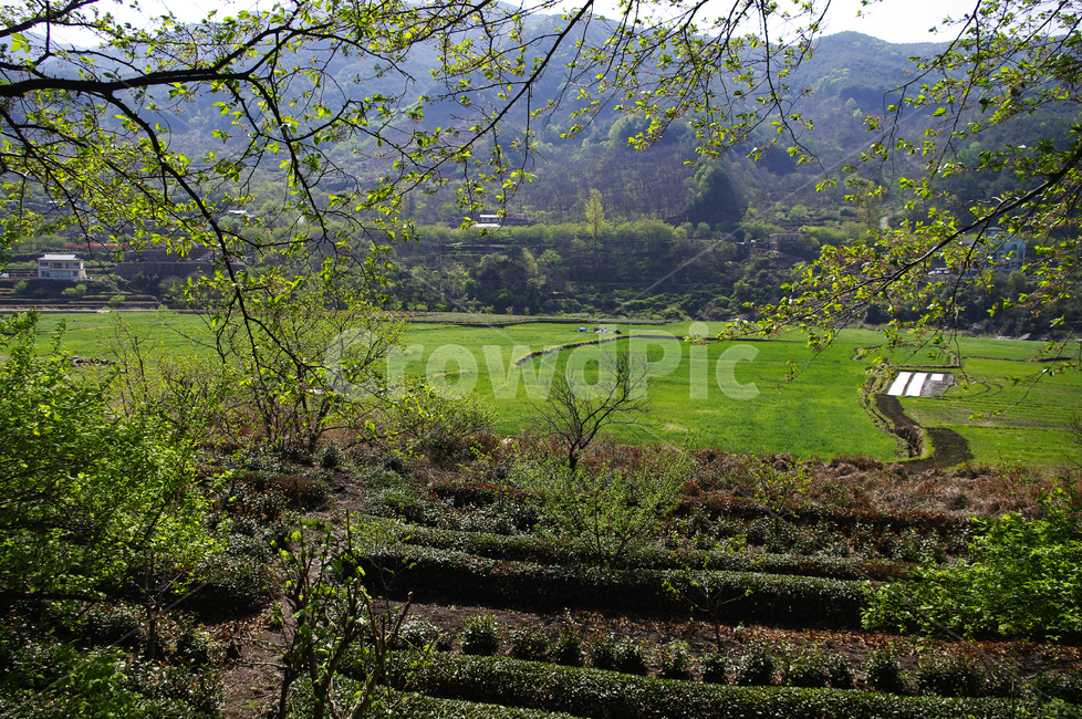 녹차밭,나무,식물,plant,봄,spring,초록,자연,풍경,nature,landscape,outdoors,옥외,field,들
