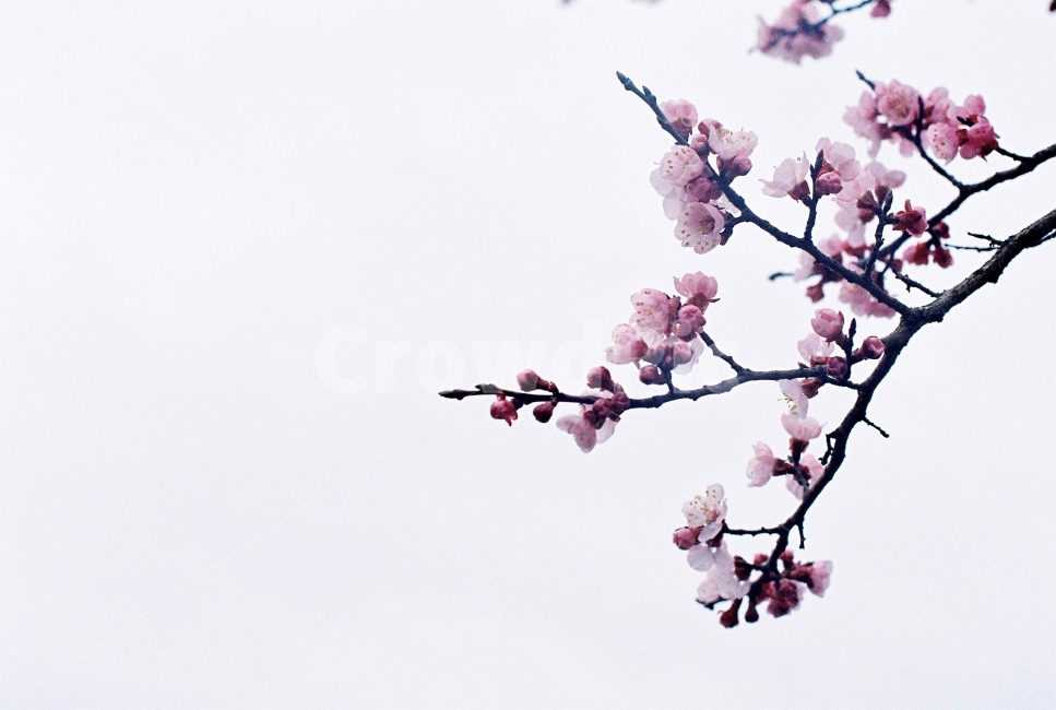 꽃,식물,매화,매화나무,홍맹화,자연,필름,필름사진,감성,감성사진,봄,계절,spring,season,식물,자연,plants,nature,꽃,flower,plant