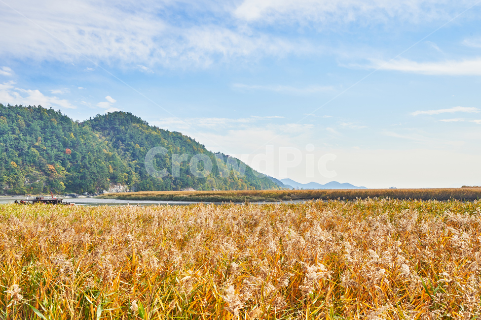 순천만습지,갈대,가을,자연,풍경,순천,순천만,갈대밭,하늘,산,가을,계절,fall,autumn,season,자연,풍경,nature,landscape,plant,식물