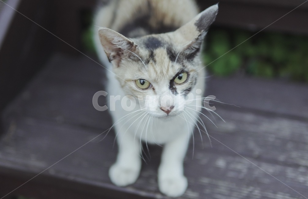 고양이,길고양이,냥이,위로보는고양이,동물,cat,동물,animal,포유류,mammal,고양이,cat,kitten,kitty