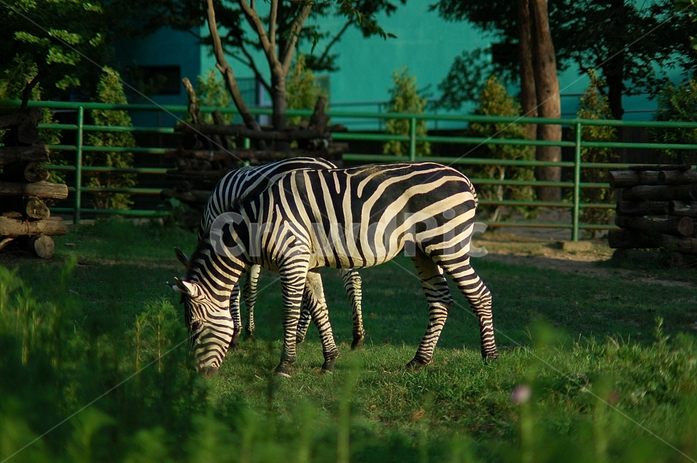 동물,animal,자연,nature,동물원,포유류,얼룩말,동물,animal,포유류,mammal