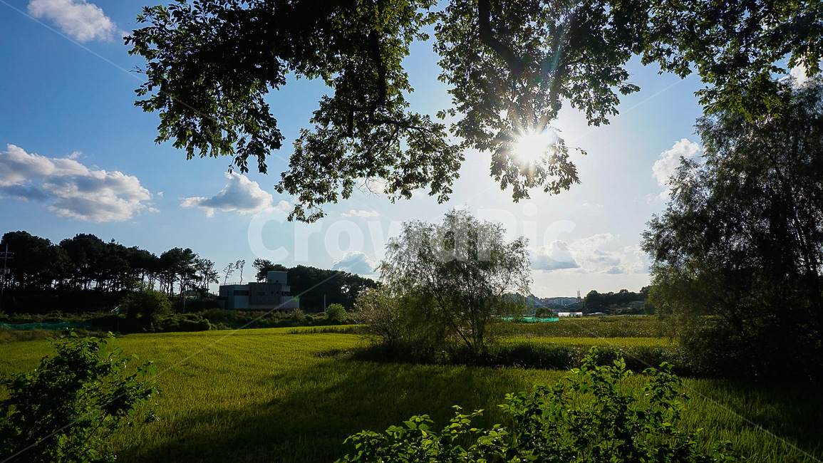 논,풍경,역광,벼,농사,하늘,구름,자연,풍경,nature,landscape,grass,잔디,plant,식물,outdoors,옥외,grassland,목초지,field,들
