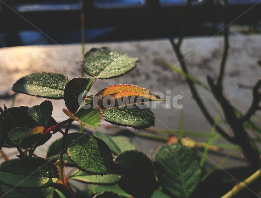 식물,잎,초록,이슬,아침,새벽,잎사귀,초록색,빛,leaf,venis,dew,morning,plant,장미잎,식물,자연,plants,nature