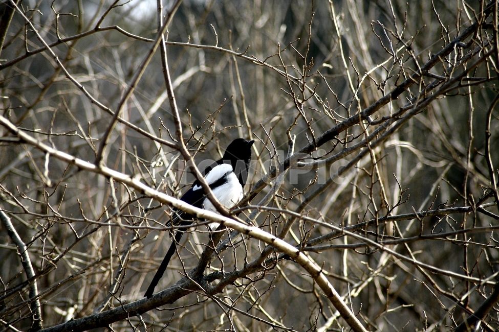 까치,전봇대,까마귀,새,나뭇가지,동물,animal,조류,새,birds