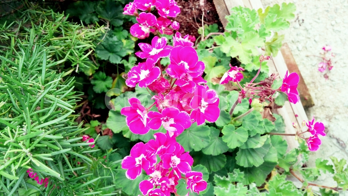 꽃,식물,나무,자연,플라워,flower,숲,pink,화초,산,식물,자연,plants,nature,꽃,flower