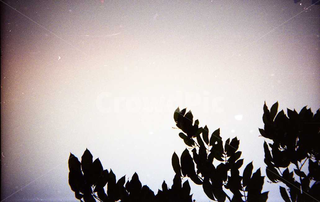 나뭇잎,나무,이파리,식물,나뭇가지,실루엣,silhouette,식물,자연,plants,nature,나무,trees,wood,실루엣,그림자,silhouette,shadow