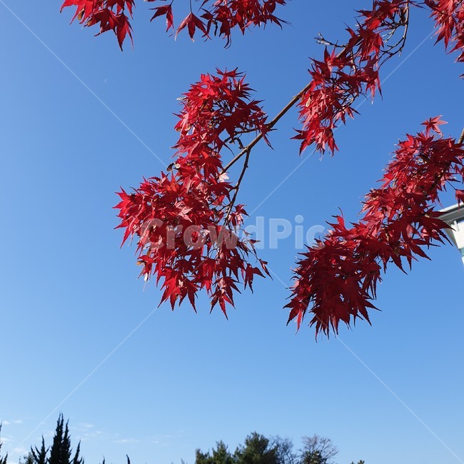 가을,식물,단풍,plant,leaf,tree,maple,하늘