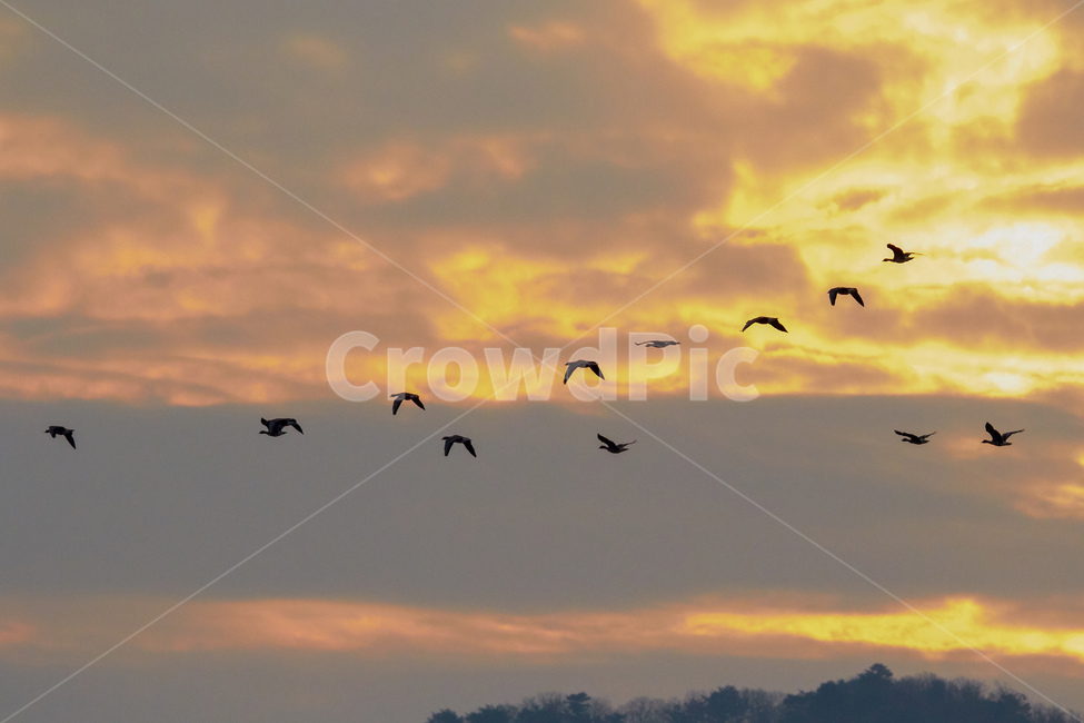 철새,오리,먹이사냥,철원,주남,겨울,눈,동물,animal,조류,새,birds