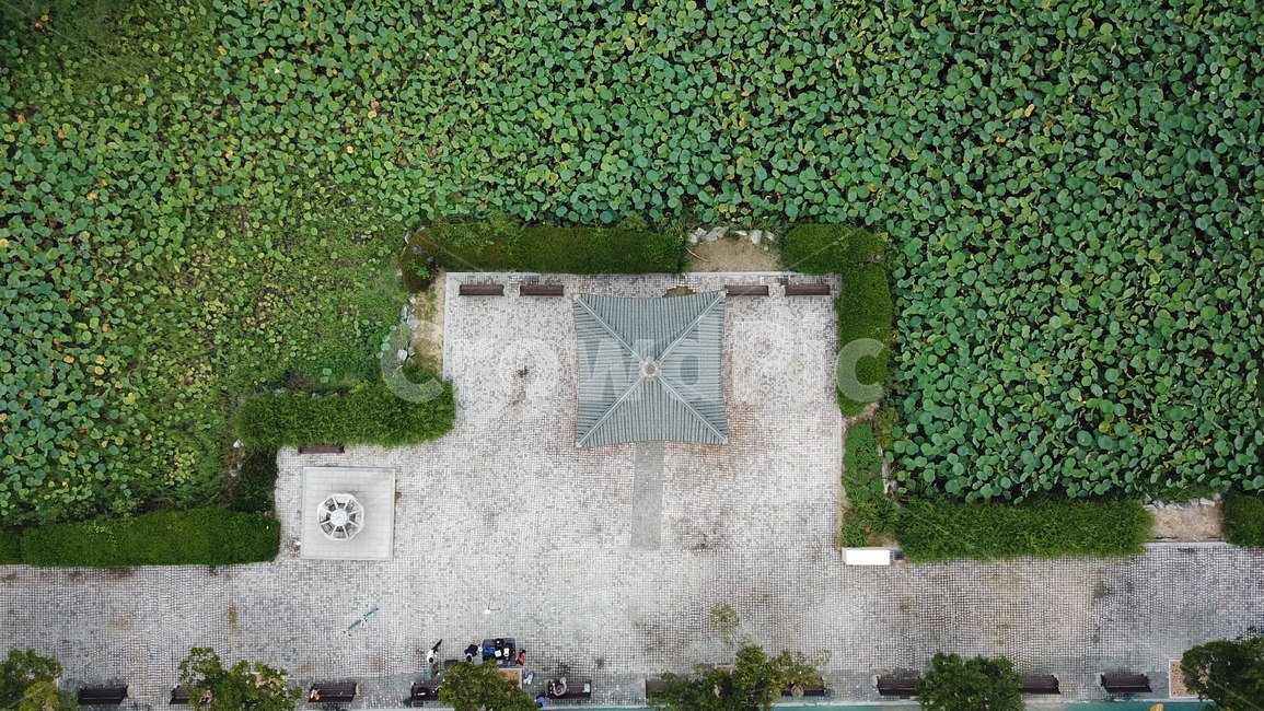 신정호,연꽃단지,연꽃,드론사진,아산,항공사진,자연,풍경,nature,landscape,sundial,해시계