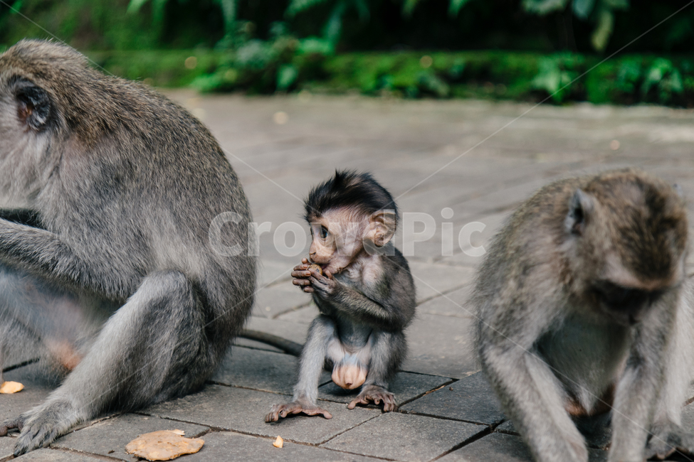원숭이,아기원숭이,동물,포유류,귀여움,사랑스러움,동물,animal,포유류,mammal