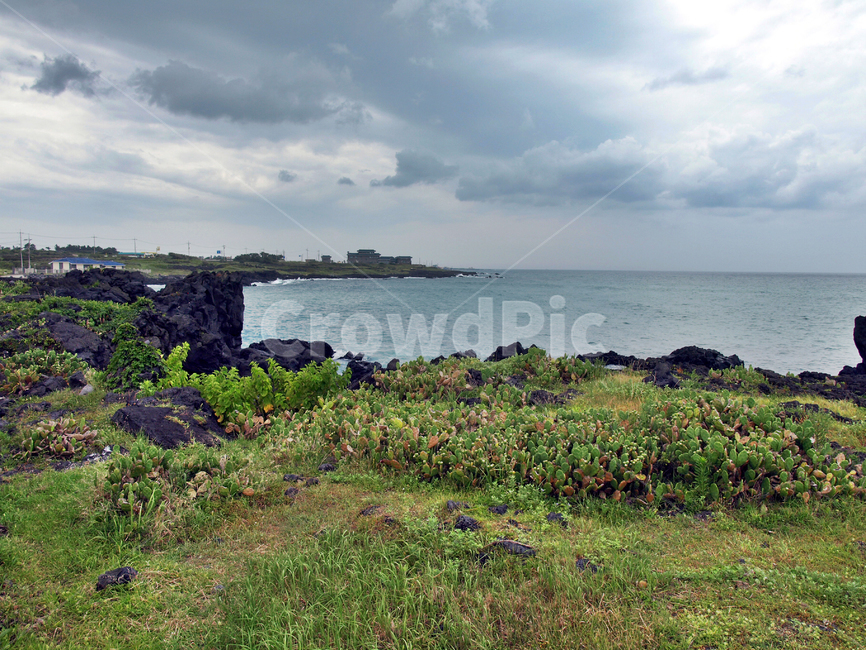 해안길,선인장자생지,제주,올레14코스,올레길,바다,자연,풍경,nature,landscape,제주도,jeju,jeju island,outdoors,옥외,land,땅,promontory,곶,sea,ocean,대양,water,물