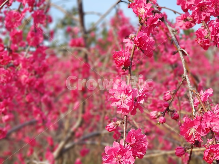봄꽃,개복숭아꽃,분홍꽃,홍도화,진분홍꽃,식물,자연,plants,nature,꽃,flower