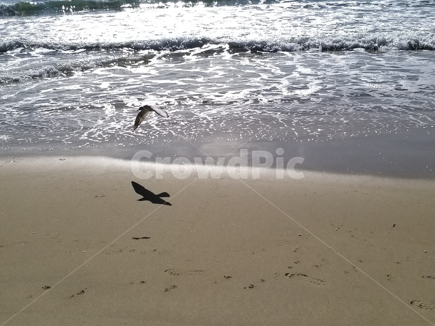 새,animal,동물,bird,대양,ocean,outdoors,nature,옥외,자연,sea,바다,water,물