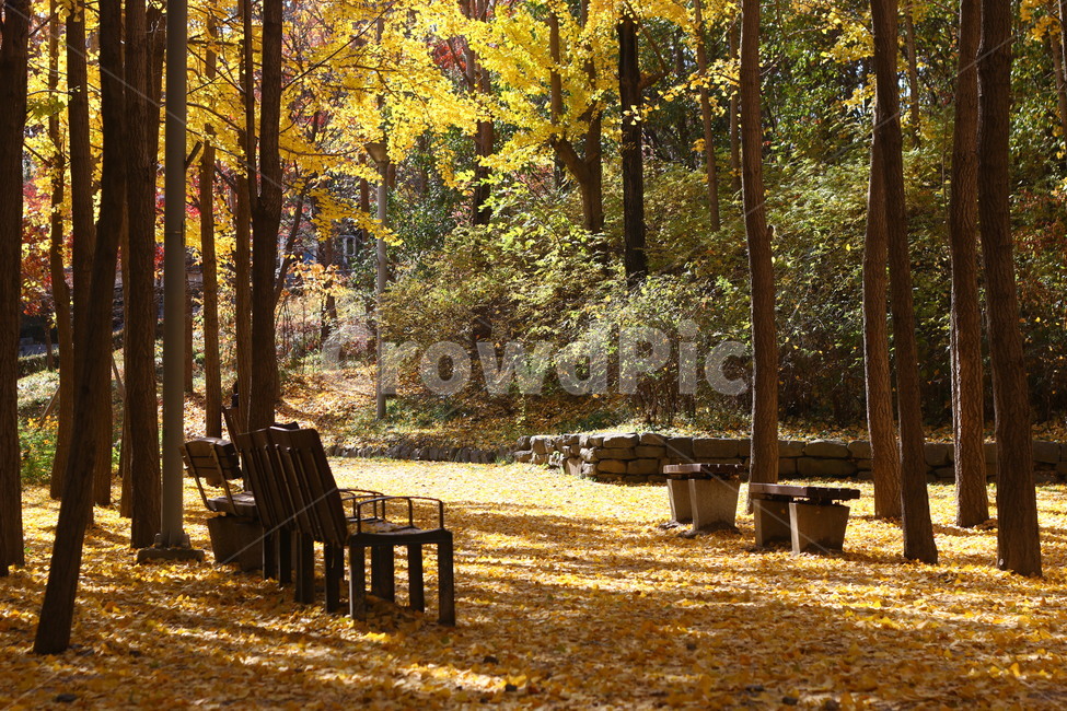 autumn,fall,tree,ginkgo,은행나무,나무,가을,낙엽,벤치,가을,계절,fall,autumn,season,자연,풍경,nature,landscape,휴식,힐링,rest,relaxation,healing,furniture,가구