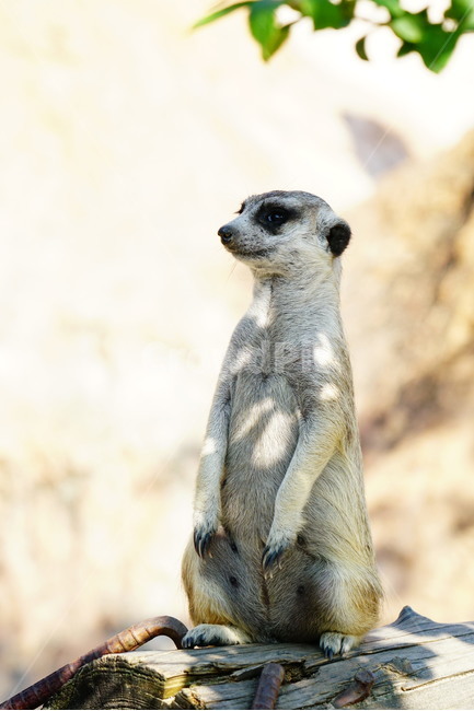 미어캣,슈리케이트,meerkat,suricate,포유류,동물,animal,파수꾼,육식동물,귀엽다,귀여운,귀여움,자연,nature,동물,animal,포유류,mammal