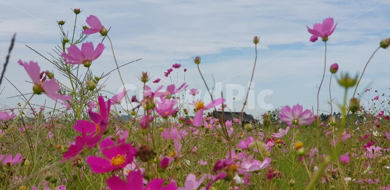 가을,코스모스,꽃,식물,자연,계절,붉은색,핑크,순수,감성,cosmos,red,pink,fall,nature,autumn,green,white,하늘,구름,sky,가을,계절,fall,autumn,season,식물,자연,plants,nature,꽃,flower,geranium,제라늄,blossom,plant,petal,꽃잎,anemone,아네모네