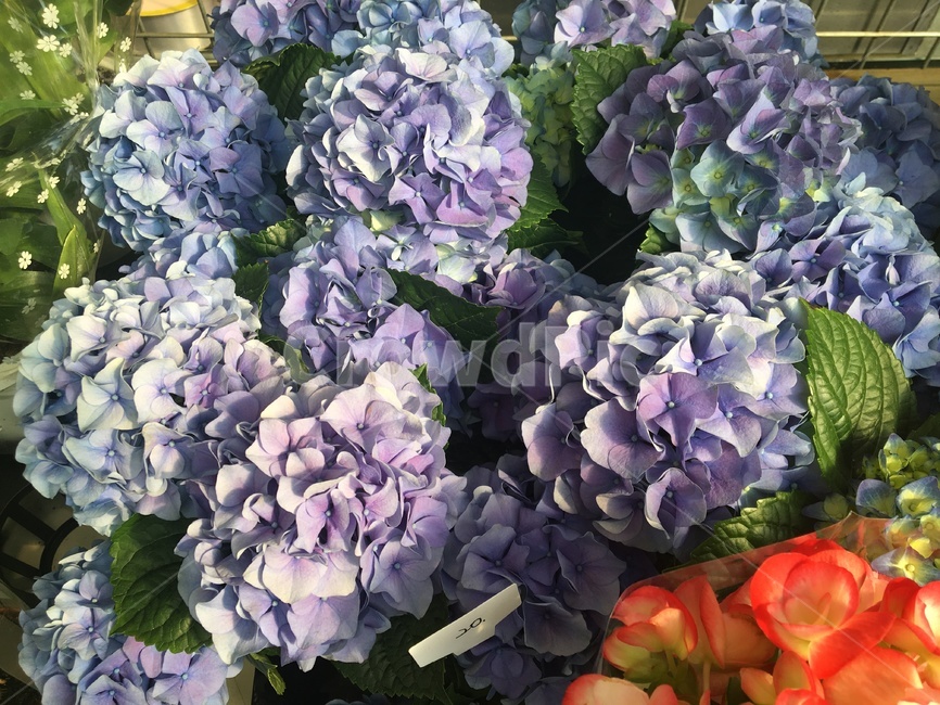 수국,꽃,화원,봄,flower,hydrangea,blossom,식물,plant