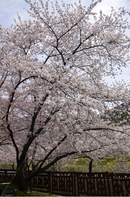 나무,봄,벚꽃나무,식물,꽃,flower,plant,봄,계절,spring,season,식물,자연,plants,nature,나무,trees,wood,blossom
