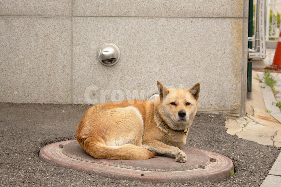 강아지,개,동물,봄,감성,감성사진,동물,animal,포유류,mammal,개,강아지,dog,doggy