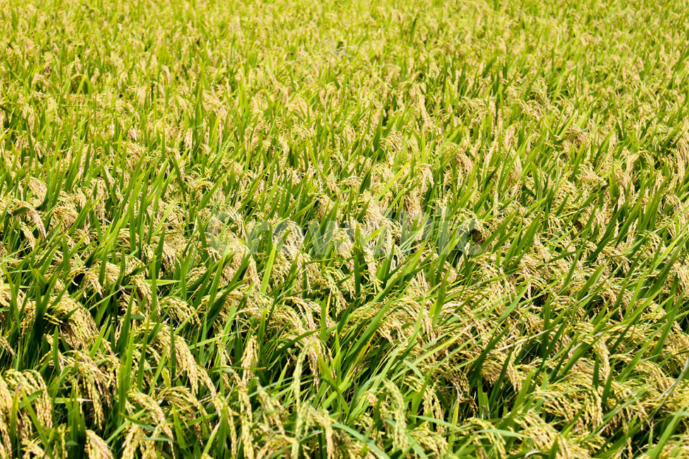농작물,농사,시골,시골풍경,가을벼,가을,추수,풍년,벼,농업,농사,agriculture,farming,farming industry