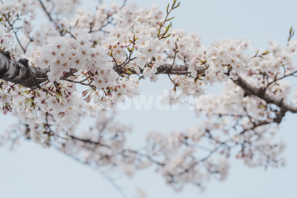 flower,꽃,벚꽃,봄,대구,봄,계절,spring,season,plant,식물,blossom