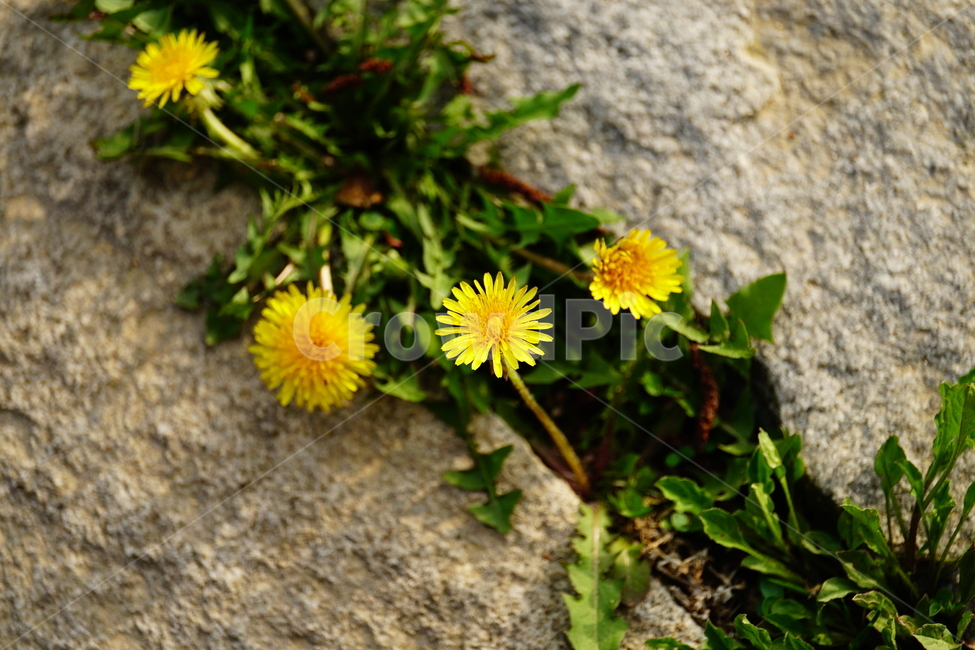 민들레,봄꽃,한국자연,꽃,꽃사진,플라워,flower,봄,spring,식물,plants,자연,nature,풍경,landscape,계절,season,snap,스냅,접사,macro,closeup,클로즈업,감성사진,감성,힐링,healing,느낌,feel,feeling,꽃밭,화단,나무,나뭇가지,tree,꽃봉오리,4월,April,민들레꽃,돌,바위,돌틈에서피는꽃,돌틈에서핀곷,봄,계절,spring,season,식물,자연,plants,nature,꽃,flower,plant