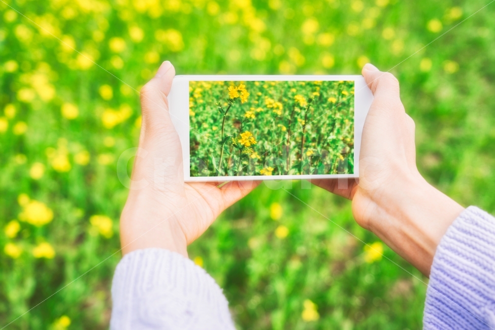닥터플라이,스마트폰,셔터,촬영,모바일,꽃,자연,nature,background,배경,감성,smartphone,일상,즐거운,기쁜,화사한,뷰티,flower,폰,세상,뷰파인더,녹색,green,노란,사진촬영,생각,생활,친환경,여행,배낭여행,푸르른,식물,자연,plants,nature,꽃,flower,사람,인물,인간,human,person,신체일부,몸,body,사진작가,포토그래퍼,photographer,감성,sensible,feeling,정보통신기술,전자기기,전자제품,it,information,technology,electronic equipment