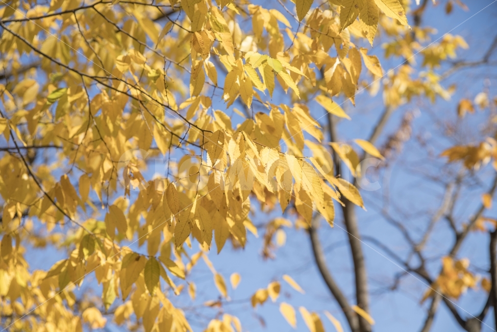가을,풍경,단풍,나무,노랑,가을,계절,fall,autumn,season,식물,자연,plants,nature,leaf,잎,plant,tree