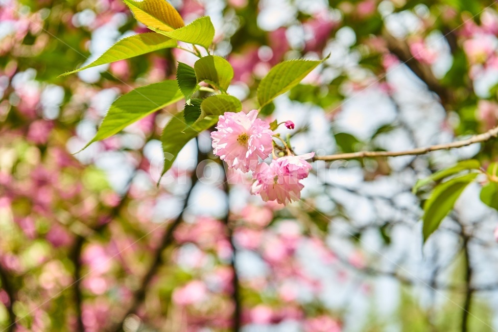 겹벚꽃,봄,핑크,꽃,cherryblossom,감성,spring,봄,계절,spring,season,plant,식물