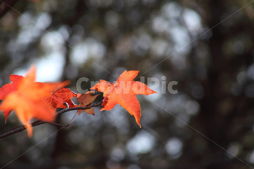 단풍,미국풍나무,가을,liquidambarstyraciflua,sweetgum,가을,계절,fall,autumn,season,plant,식물,leaf,잎,tree,나무