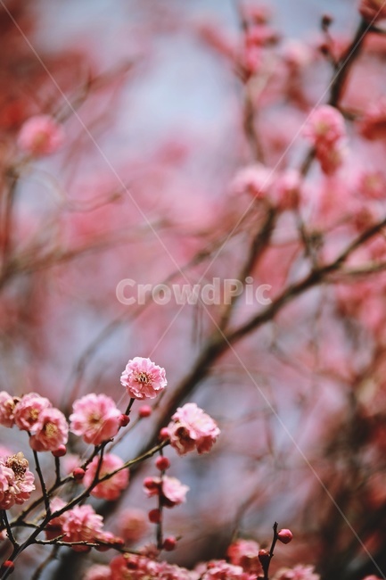 홍매화,매화,꽃,apricotflower,pinkflower,봄,계절,spring,season,식물,자연,plants,nature,꽃,flower,plant,blossom