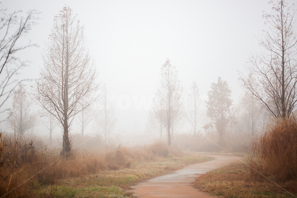 자연,풍경,늦가을,아침,안개,생태공원,몽환적,가을,계절,fall,autumn,season,자연,풍경,nature,landscape,weather,날씨,outdoors,옥외,fog