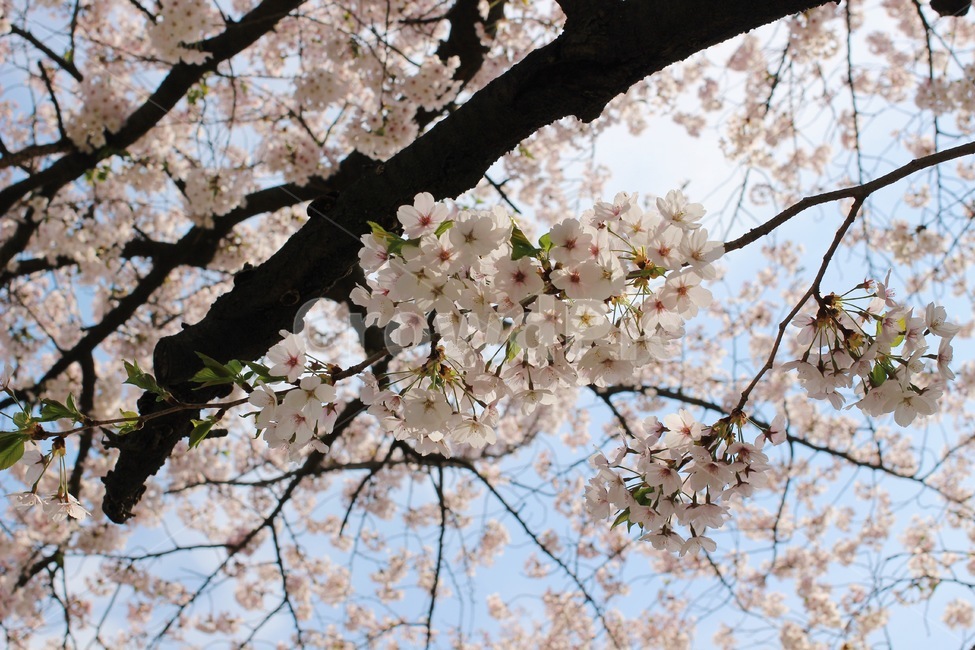 cherryblossom,blossom,벚꽃,벚꽃나무,벚꽃잎,plant,식물,꽃,flower,3월,4월,봄꽃,spring,march,april,봄,계절,spring,season