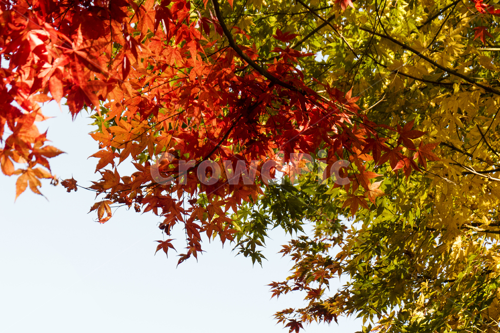 단풍,자연,칼라풀,주경,근접촬영,가을,풍경,잎,나무,하늘,가을,계절,fall,autumn,season,식물,자연,plants,nature,plant,leaf,tree,maple