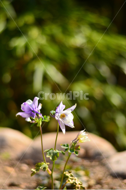 봄,꽃,식물,자연,아웃포커싱,대나무,정원,봄,계절,spring,season,식물,자연,plants,nature,꽃,flower,plant,blossom,geranium,제라늄