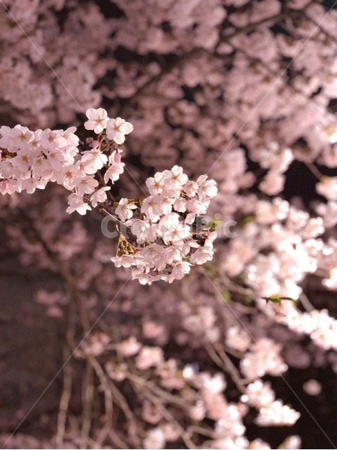 blossom,flower,꽃,식물,밤,밤산책,벚꽃,핑크,cherryblossom