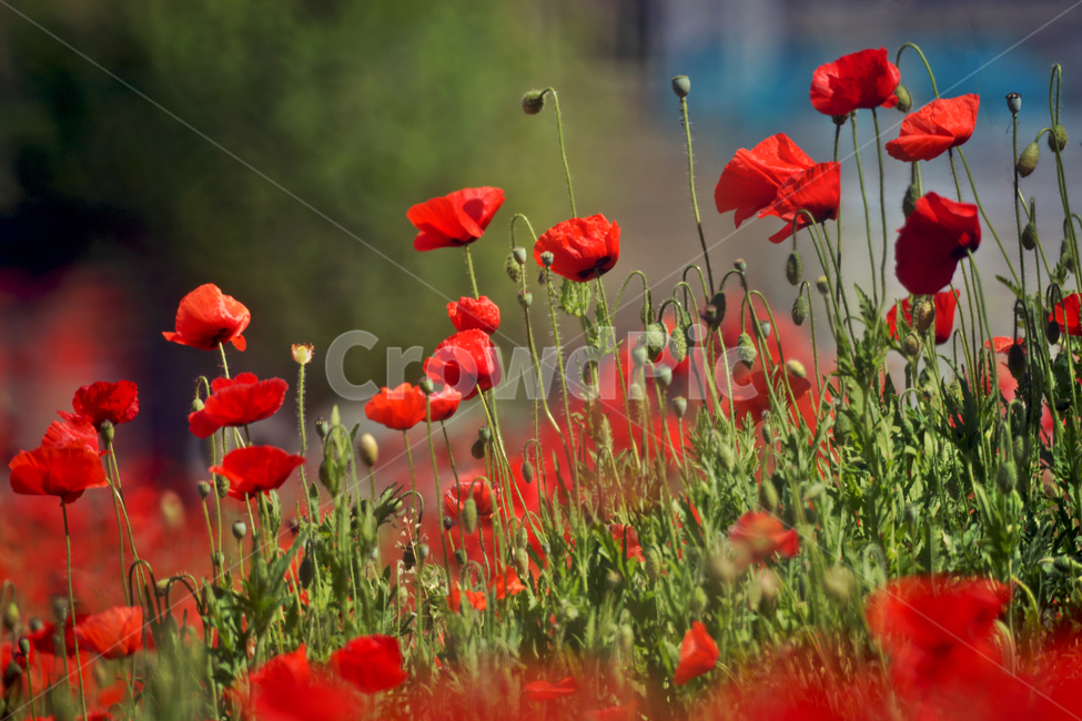 개양귀비,양귀비꽃,꽃,붉은색,양귀비,식물,야생화,식물,자연,plants,nature,꽃,flower